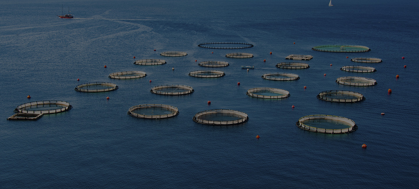 High-Quality Aquaculture Nets for Efficient Fish Farming