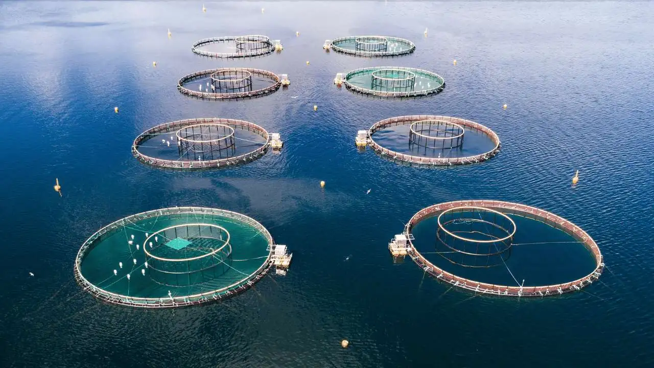 fish farming with aquaculture nets