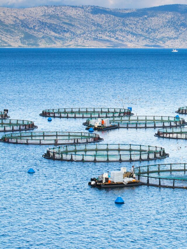 AQUACULTURE NETS: Enhancing Sustainability and Efficiency in Aquaculture Farming