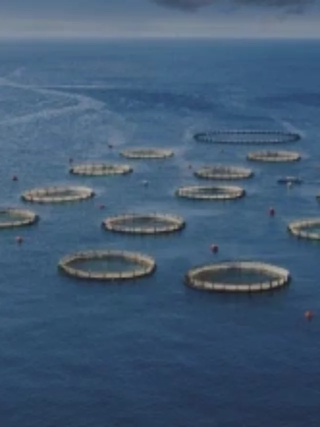 Aquaculture Nets: Keeping Oceans Healthy and Fishermen Happy