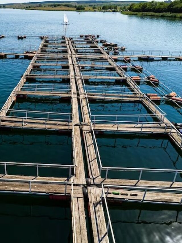aquaculture an essential player in seafood production and marine conservation