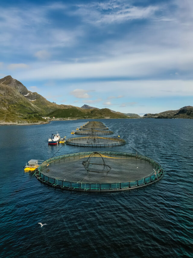 Aquaculture Nets: Revolutionizing the Future of Sustainable Seafood