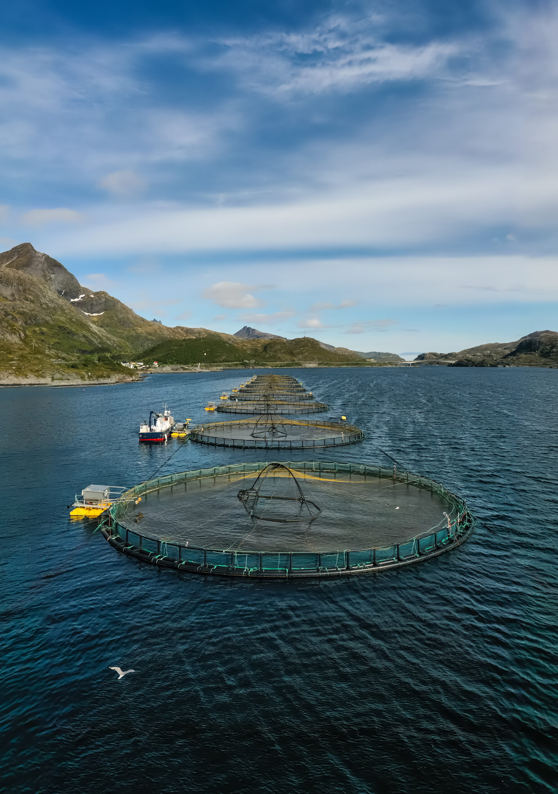 Aquaculture Nets: Revolutionizing the Future of Sustainable Seafood